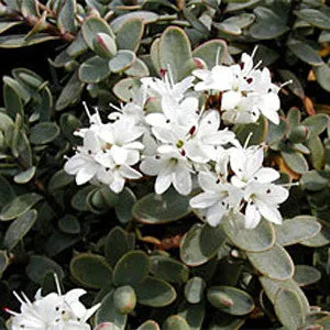 Hebe Pagei - Shrubby Veronica