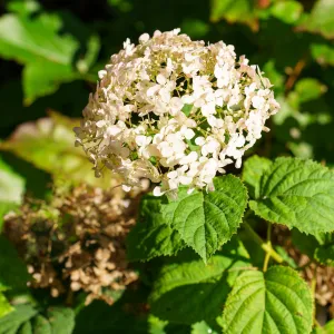 Invincibelle Wee White Hydrangea